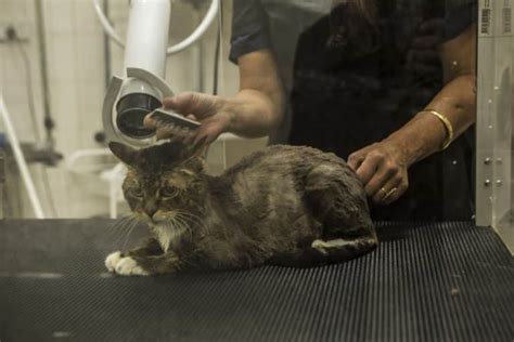 cat grooming services sydney